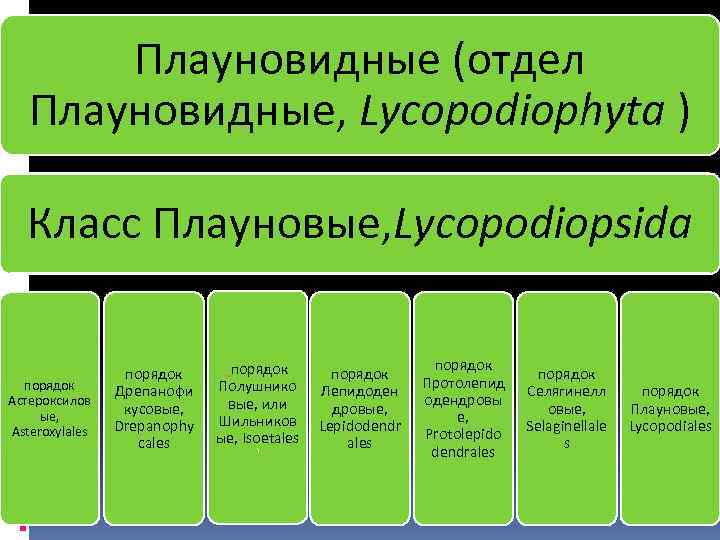 Плауновидные классы. Классификация отдела плауновидных. Отдел Плауновидные классы. Систематика плауновидных. Отдел Плауновидные систематика.