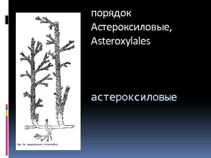 порядок Астероксиловые, Asteroxylales астероксиловые 