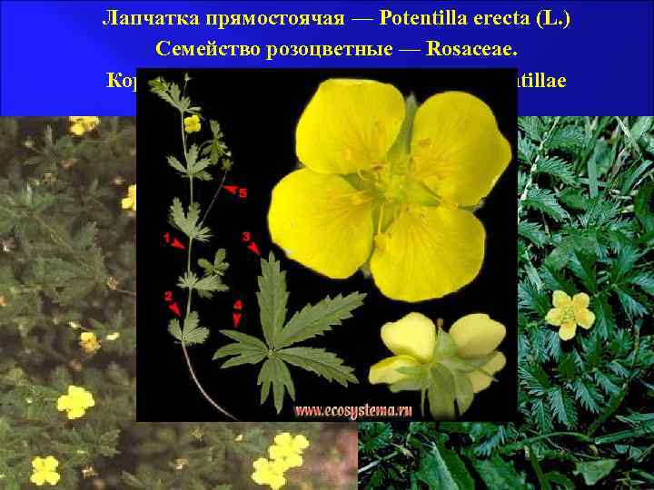 Лапчатка прямостоячая — Potentilla erecta (L. ) Семейство розоцветные — Rosaceae. Корневище Лапчатки —