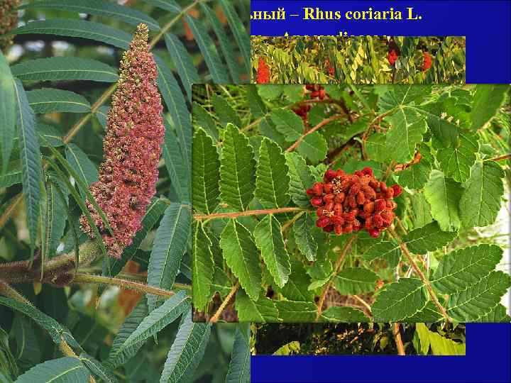 Сумах дубильный – Rhus coriaria L. Сумаховые – Anacardiaceae. Листья Сумаха – Folia Rhois