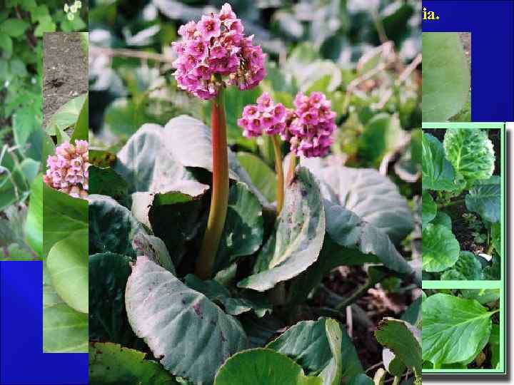 Бадан толстолистный – Bergenia Crassifolia. Камнеломковые – Saxifragaceae. Корневище Бадана – Rhizomata Bergeniae. 