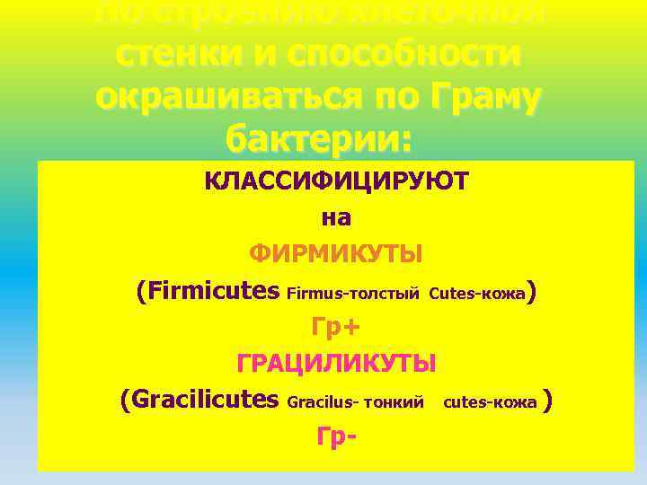 По строению клеточной стенки и способности окрашиваться по Граму бактерии: КЛАССИФИЦИРУЮТ на ФИРМИКУТЫ (Firmicutes