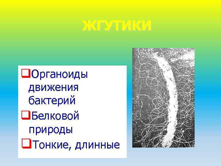 ЖГУТИКИ q. Органоиды движения бактерий q. Белковой природы q. Тонкие, длинные 