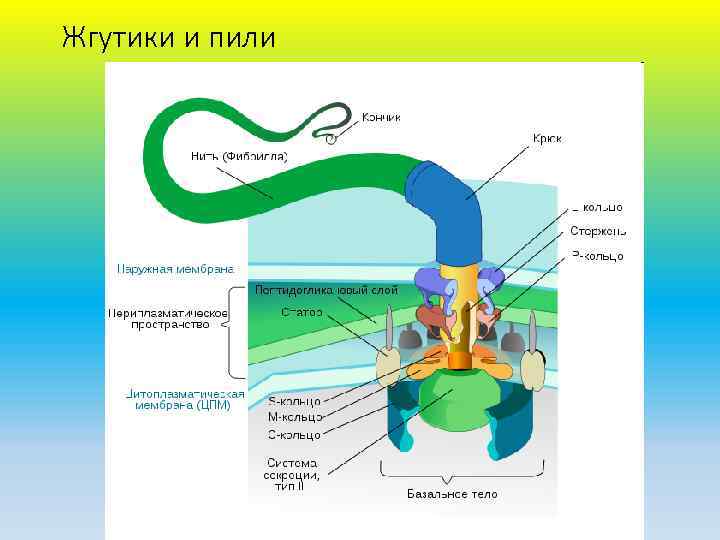 Жгутики и пили 