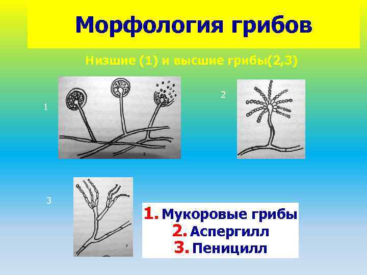 Пеницилл консумент. Морфология пеницилла. Плесневый гриб пеницилл. Грибы пеницилл и аспергилл. Пеницилл и аспергилл.