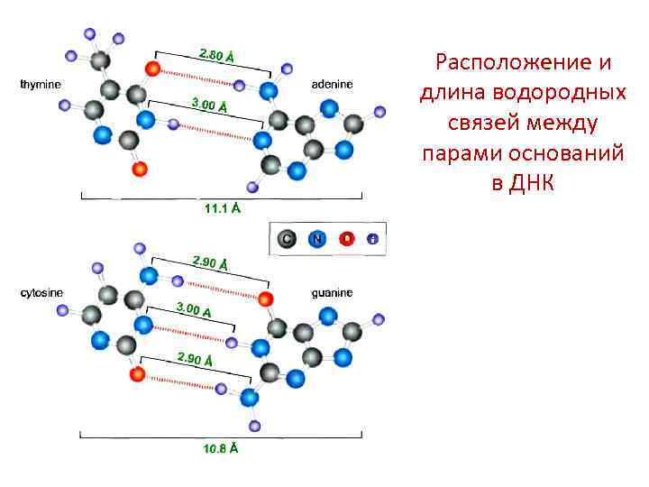 Технологическая карта нуклеиновые кислоты