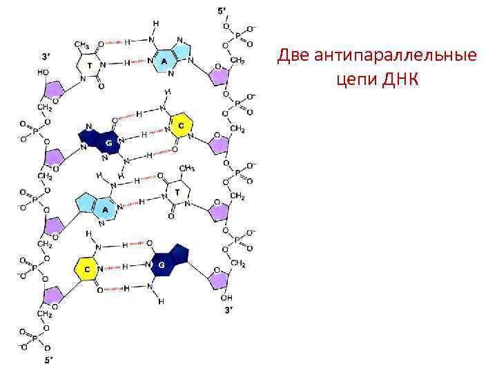 Известно что комплементарные цепи антипараллельны