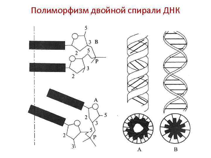 На рисунке изображен нуклеотид являющийся мономером клеточного полимера назовите часть нуклеотида