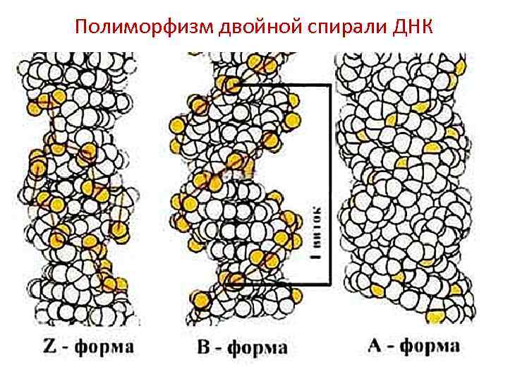 На рисунке изображен нуклеотид являющийся мономером клеточного полимера назовите часть нуклеотида