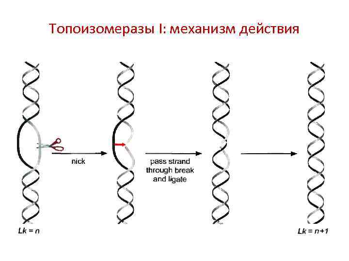 Топоизомеразы I: механизм действия 
