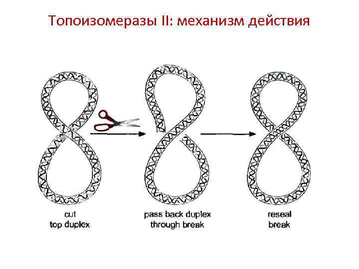 Топоизомеразы II: механизм действия 
