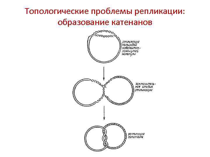 Топологические проблемы репликации: образование катенанов 
