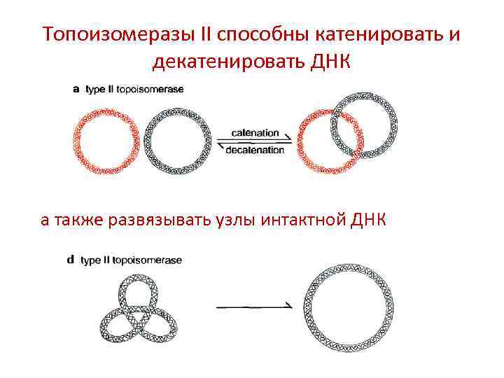 Топоизомеразы II способны катенировать и декатенировать ДНК а также развязывать узлы интактной ДНК 