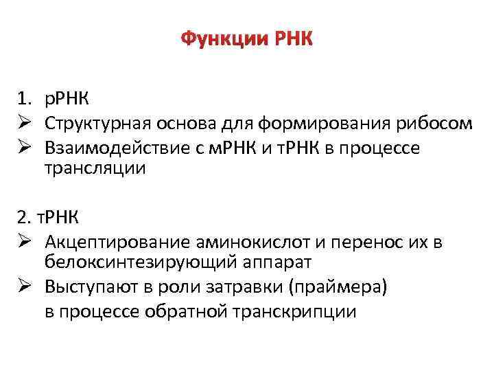 Функции РНК 1. р. РНК Ø Структурная основа для формирования рибосом Ø Взаимодействие с