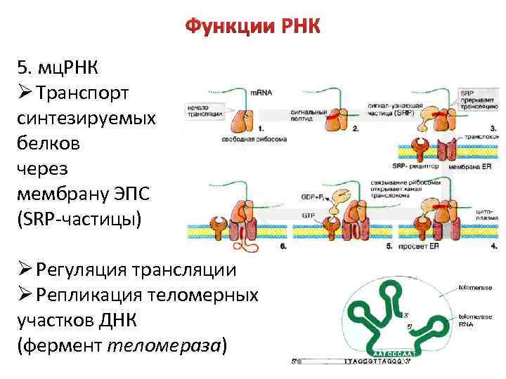Биосинтез белка роль рнк