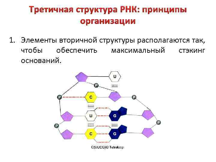 В состав рнк входит. Первичная и вторичная структура РНК. Третичная структура нуклеиновых кислот. Структура РНК первичная вторичная третичная четвертичная. Третичная структура РНК.