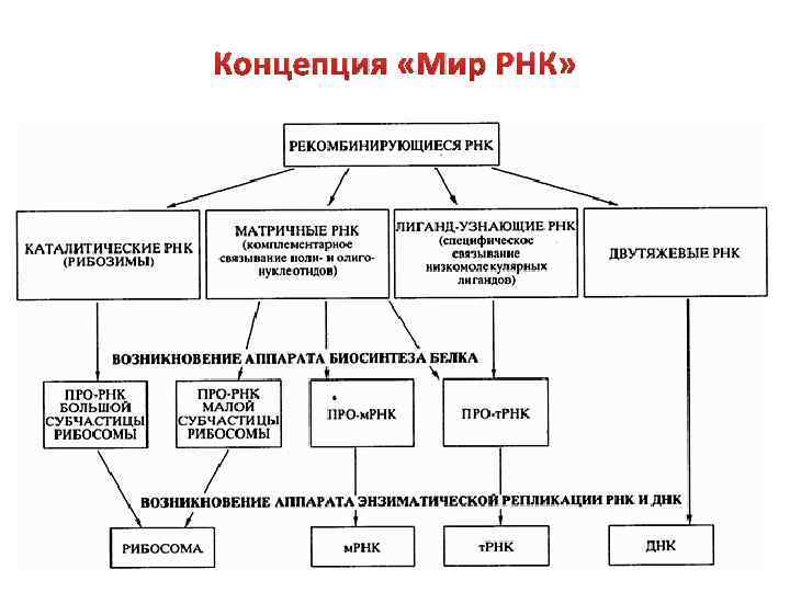 Концепция «Мир РНК» 
