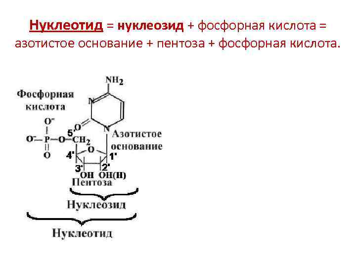 Нуклеотидов с гуанином соответствует нуклеотид с