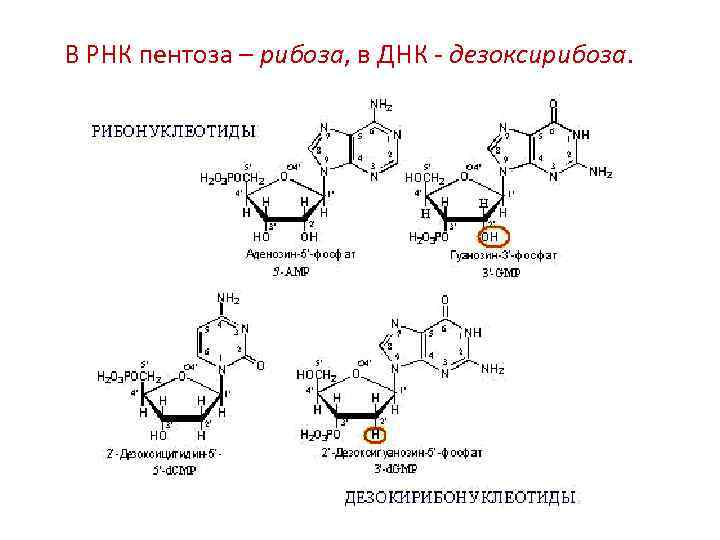 В РНК пентоза – рибоза, в ДНК - дезоксирибоза. 
