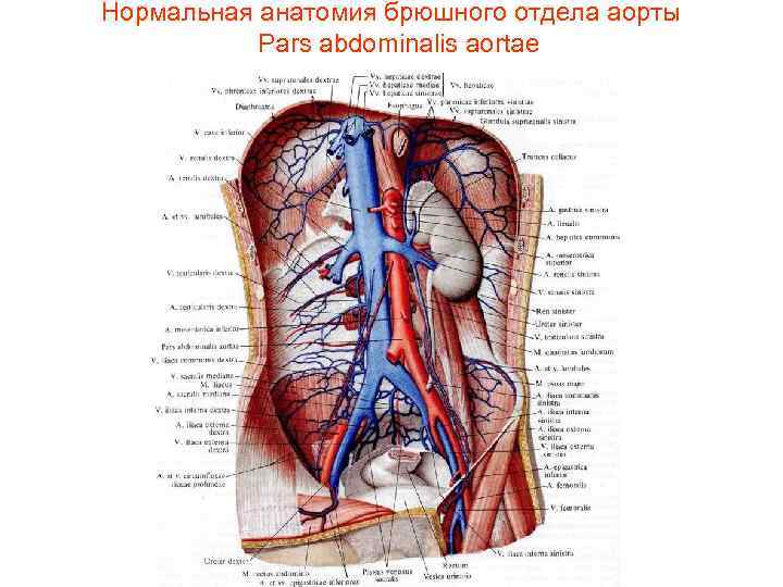 Нормальная анатомия брюшного отдела аорты Pars abdominalis aortae 