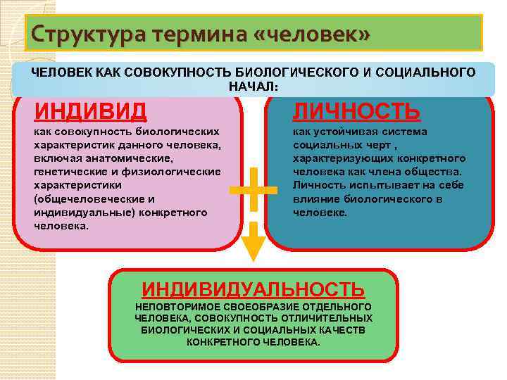 Структура термина «человек» ЧЕЛОВЕК КАК СОВОКУПНОСТЬ БИОЛОГИЧЕСКОГО И СОЦИАЛЬНОГО НАЧАЛ: ИНДИВИД ЛИЧНОСТЬ как совокупность