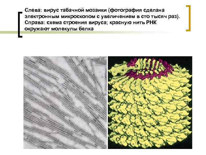 Слева: вирус табачной мозаики (фотография сделана электронным микроскопом с увеличением в сто тысяч раз).