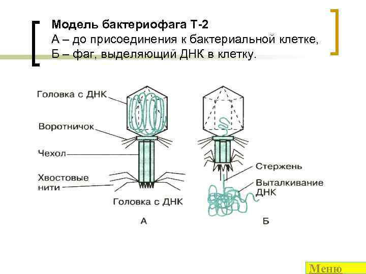 Схема развития бактериофага в бактериальной клетке биология 8 класс