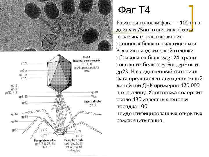 Бактериофаги т