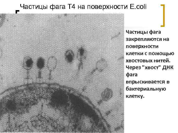 Частицы фага Т 4 на поверхности E. coli Частицы фага закрепляются на поверхности клетки
