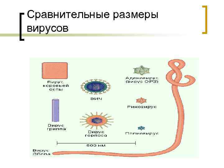 Сравнительные размеры вирусов 