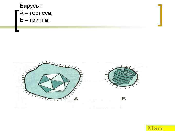 Вирусы: А – герпеса, Б – гриппа. Меню 