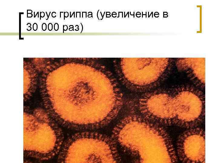 Вирус гриппа (увеличение в 30 000 раз) 