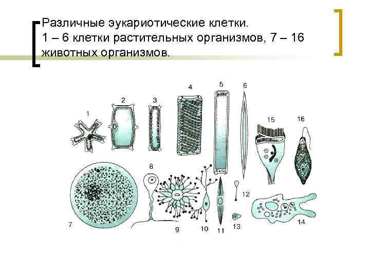 Различные эукариотические клетки. 1 – 6 клетки растительных организмов, 7 – 16 животных организмов.