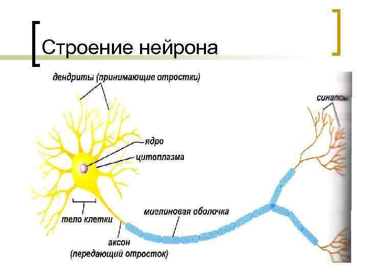 Строение нейрона рисунок с подписями 8 класс