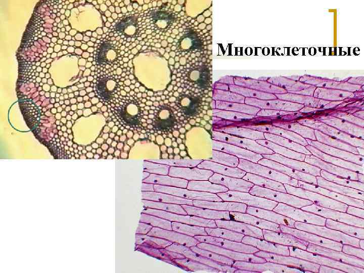 Многоклеточные 