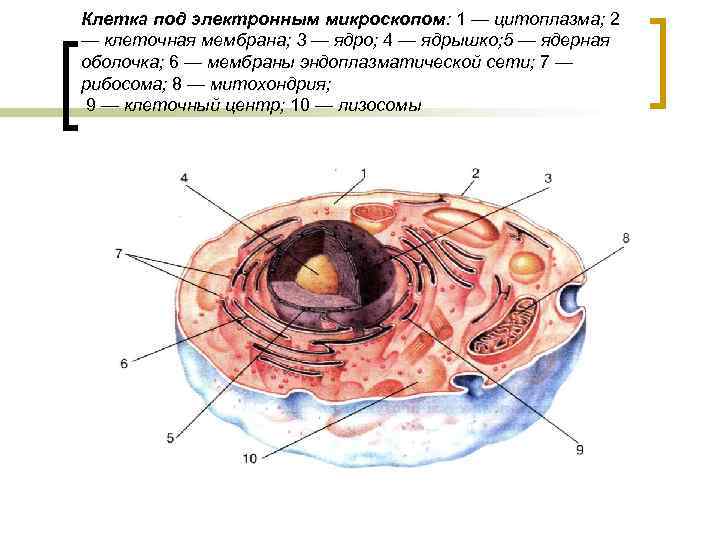 Клетка под электронным микроскопом: 1 — цитоплазма; 2 — клеточная мембрана; 3 — ядро;
