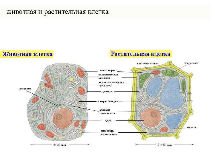 Связь формы клеток с их функцией