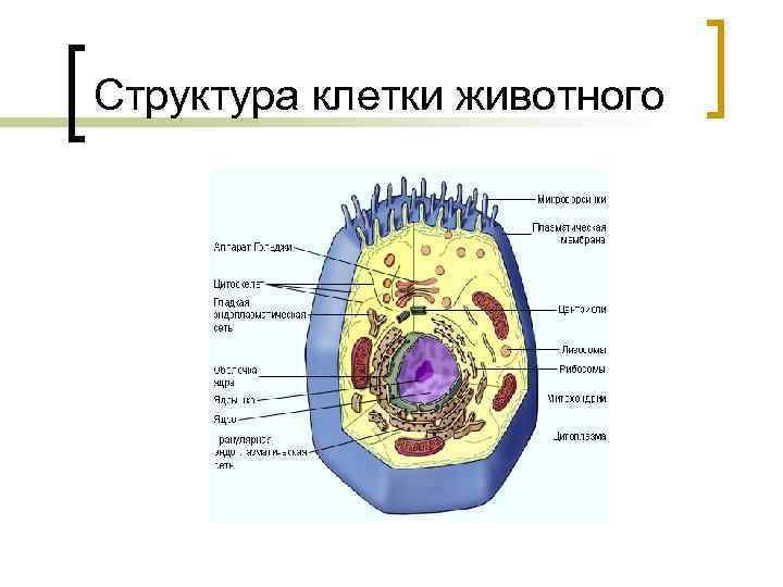 Структура клетки животного 