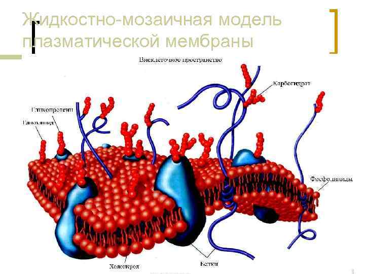 Жидкостно мозаичная модель плазматической мембраны 