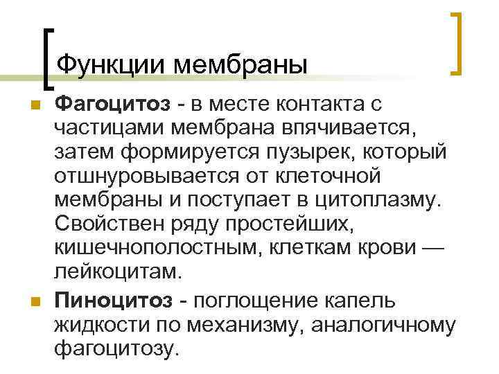 Функции мембраны n n Фагоцитоз в месте контакта с частицами мембрана впячивается, затем формируется