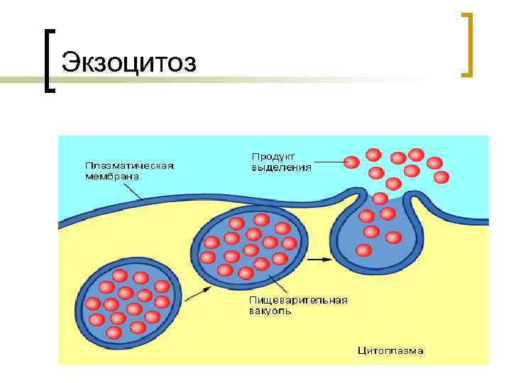 Схема эндоцитоз и экзоцитоз