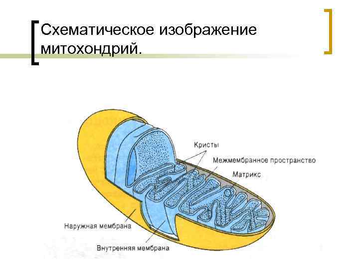 Схематическое изображение митохондрий. 