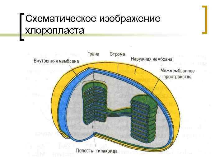 Схематическое изображение хлоропласта 