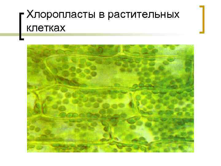 Хлоропласты в растительных клетках 