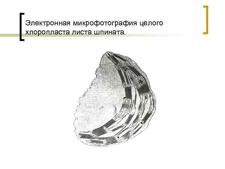 Электронная микрофотография целого хлоропласта листа шпината. 