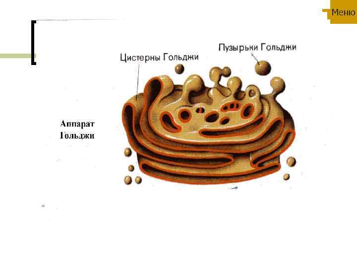 Рисунок гольджи клетки