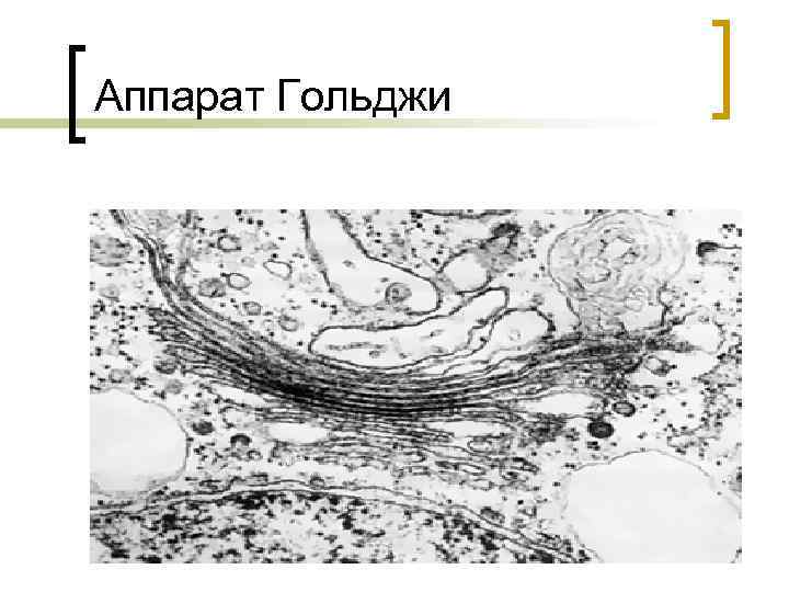 Аппарат Гольджи 