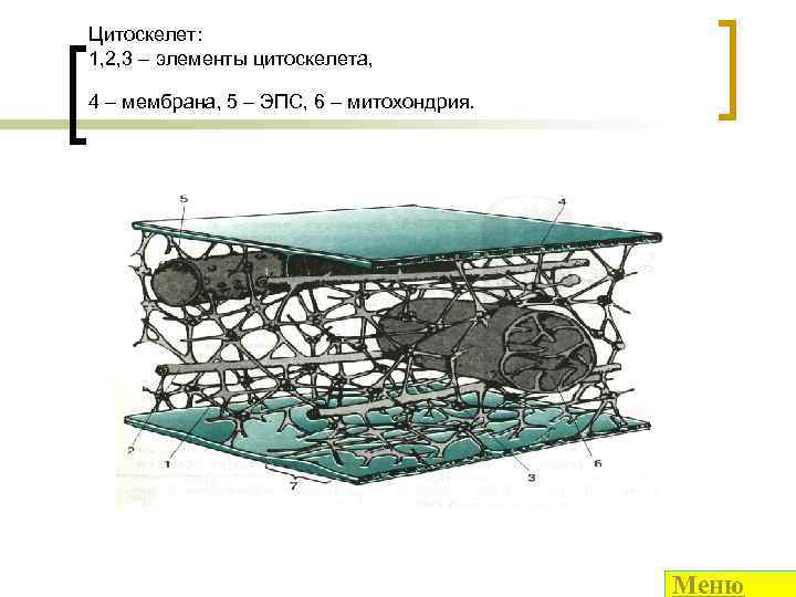 Цитоскелет строение