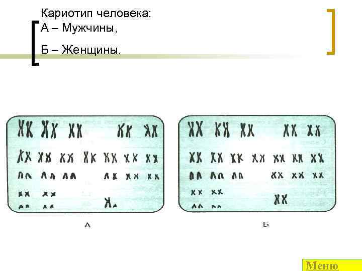 Кариотип человека: А – Мужчины, Б – Женщины. Меню 