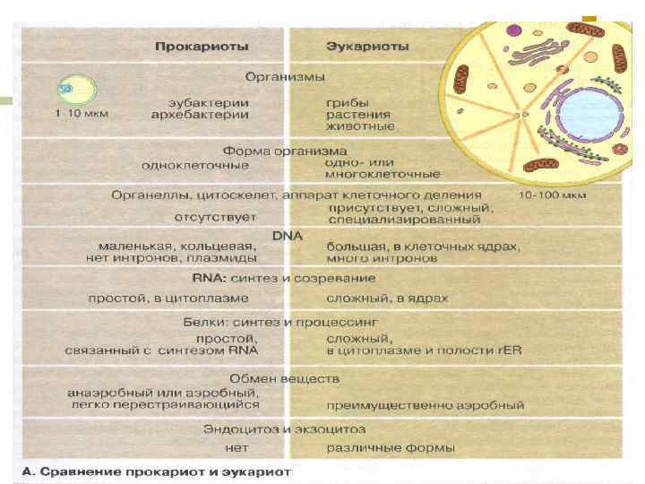 Какие функции выполняют эукариоты. Сравнение клеток прокариот и эукариот. Строение и функции ядра прокариоты. Характеристика прокариот и эукариот. Поверхностный аппарат прокариот и эукариот таблица.